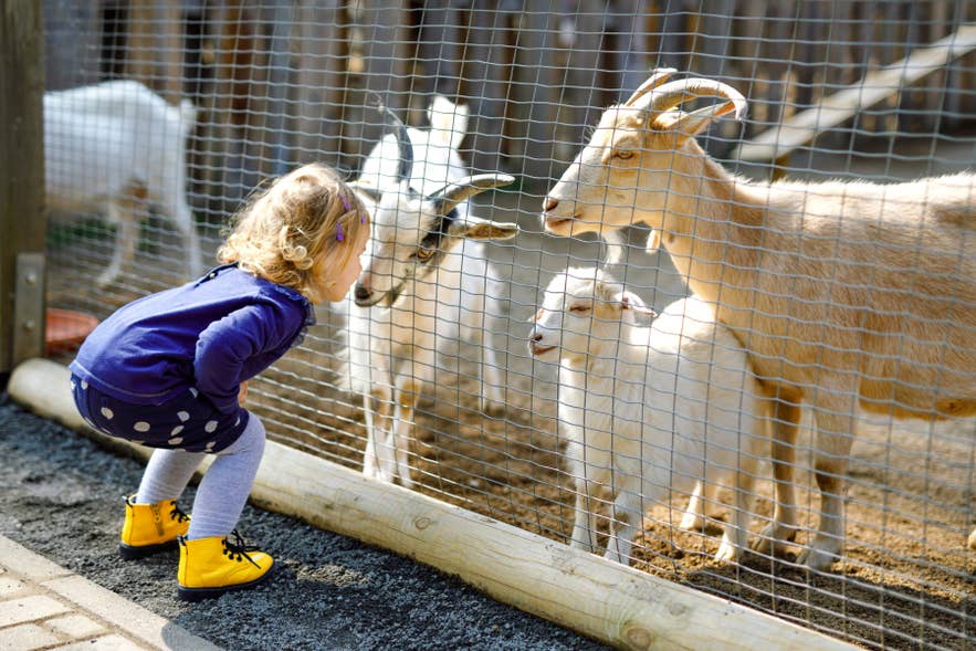 Islanda con bambini che si divertono in una fattoria didattica vicino a Reykjavik, dove un bambino incontra da vicino capre e agnelli islandesi.