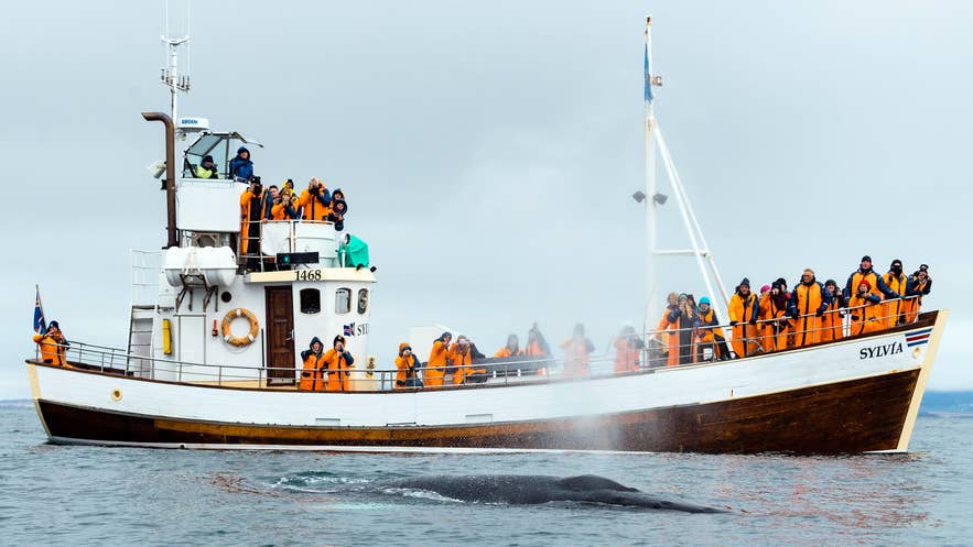 IJsland met kinderen walvissen spotten in Husavik, het zien van een bultrug in de Skjalfandi-baai.