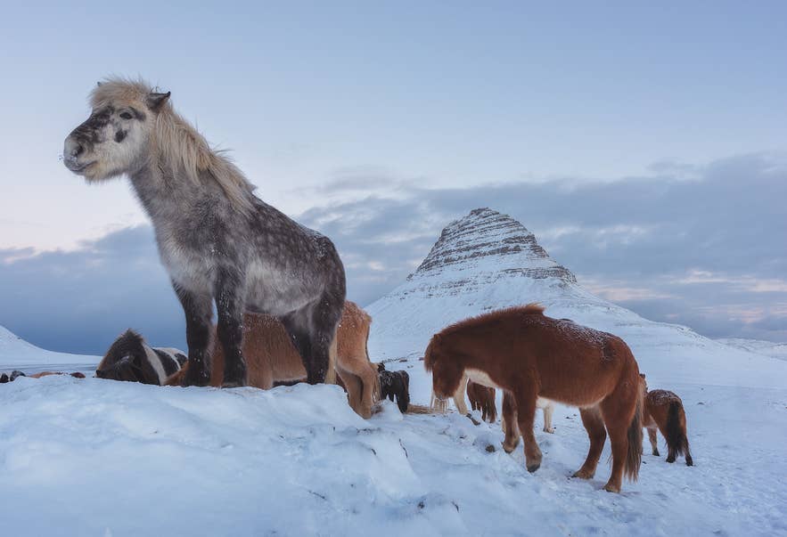IJslandse paarden in hun pluizige wintervacht bij de berg Kirkjufell