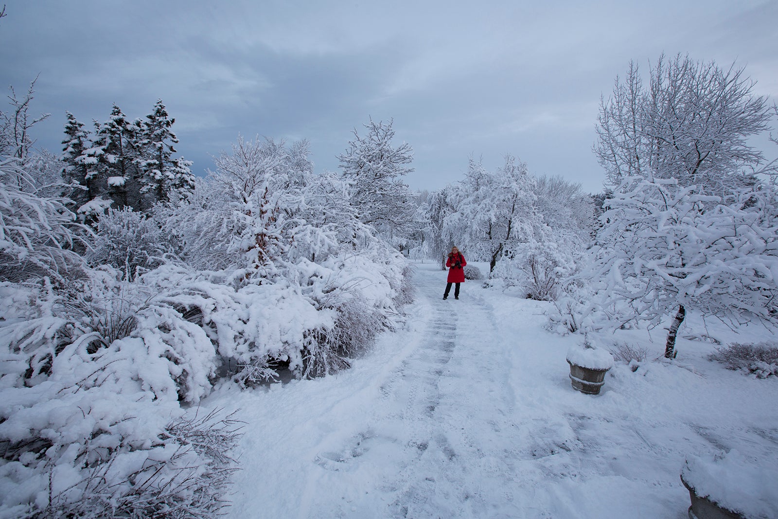Persoon in een rode jas wandelt over een met sneeuw bedekt pad omringd door berijpte bomen, winter in IJsland in januari