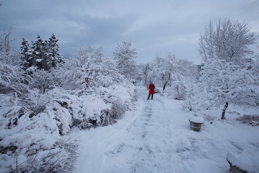 Person in a red coat walking along a snow-covered path surrounded by frosted trees, capturing winter in Iceland in January Person in a red coat walking along a snow-covered path surrounded by frosted trees, capturing winter in Iceland in January