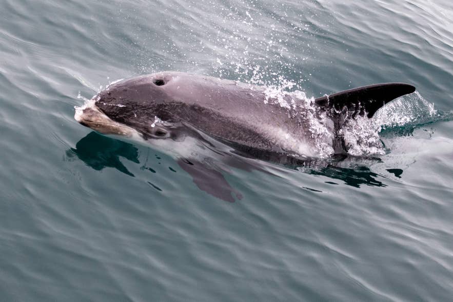 Un dauphin à bec blanc nage juste sous la surface, traversant l’eau au large de l’Islande.