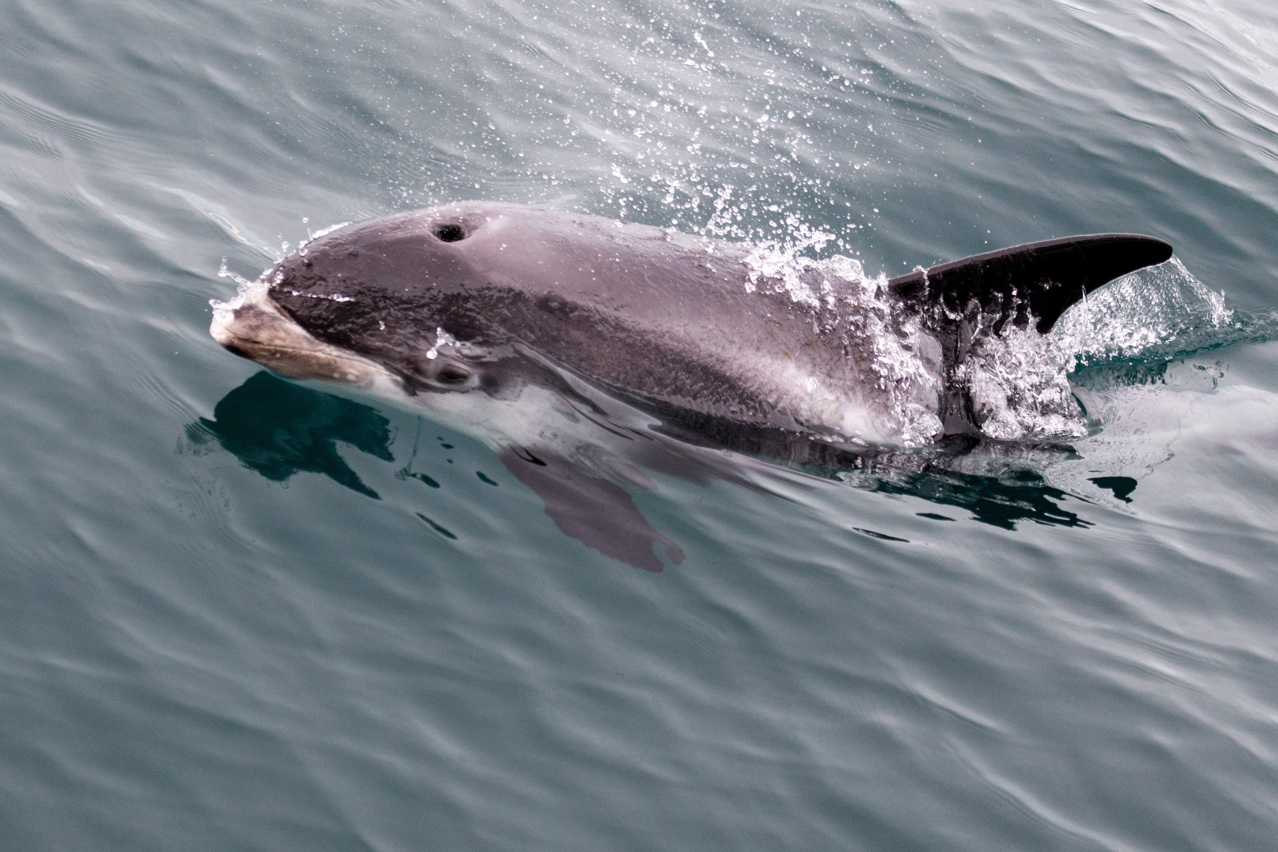 Een witsnuitdolfijn zwemt vlak onder het wateroppervlak en breekt door het water voor de kust van IJsland.