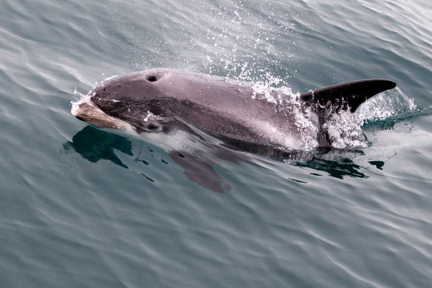 A white-beaked dolphin swims just below the surface, breaking through the water off Iceland&rsquo;s coast.