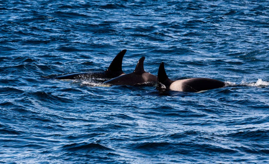 A pod of orcas swims off the coast of Olafsvik on the Snaefellsnes Peninsula, a top winter whale-watching spot.