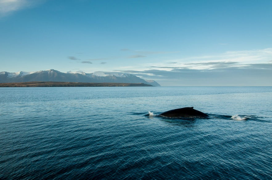 A whale surfaces in calm waters near Hauganes with snow-capped mountains stretching across the horizon.