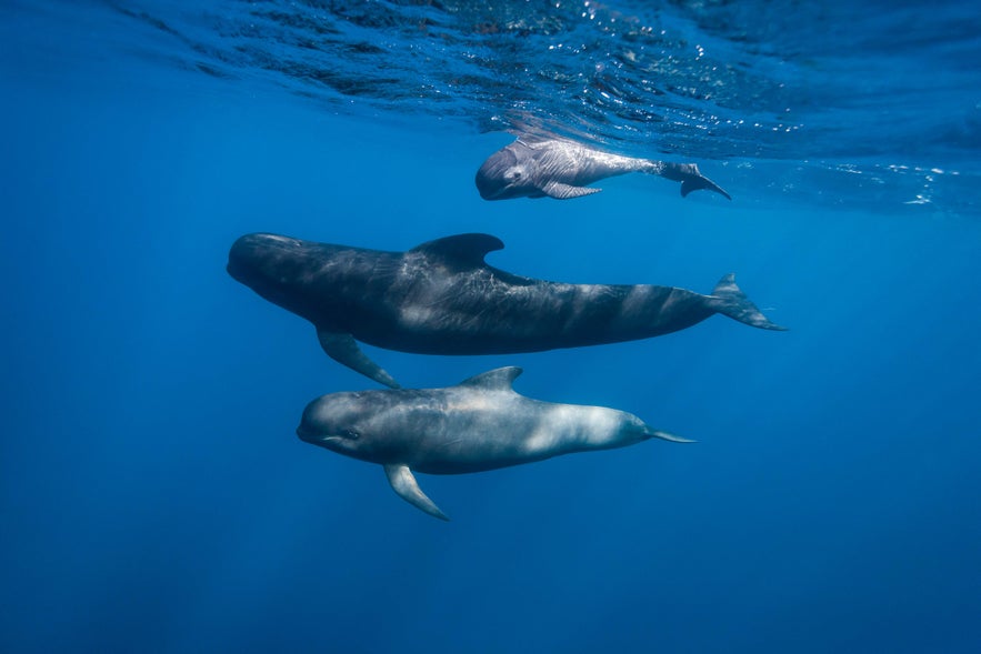 A pod of long-finned pilot whales swims through deep blue water, with a calf gliding just beneath the surface.