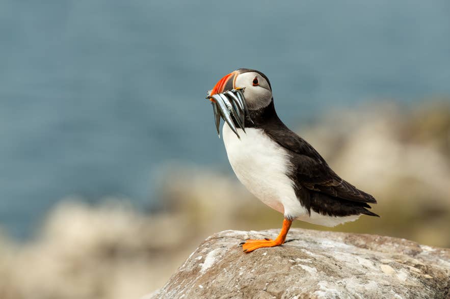 Ein Atlantik-Papageientaucher steht im Gras und hält mehrere silberne Fische im Schnabel – Sommer in Island.
