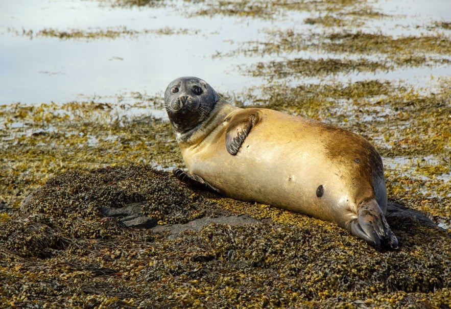Harbor seal resting on seaweed covered rocks at Ytri Tunga Beach on the Snaefellsnes Peninsula. Harbor seal resting on seaweed covered rocks at Ytri Tunga Beach on the Snaefellsnes Peninsula.