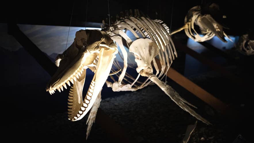 Whale skeleton on display at the Husavik Whale Museum in North Iceland