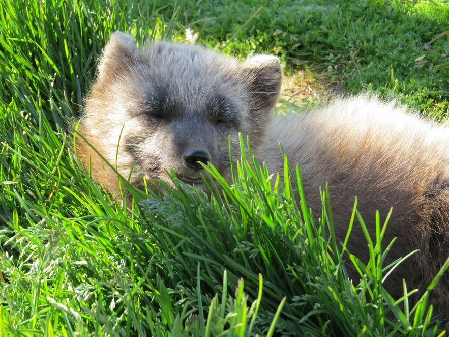 Mói the fox at the Arctic Fox Center