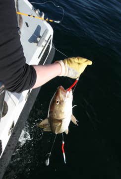 3小时雷克雅未克海钓旅行团