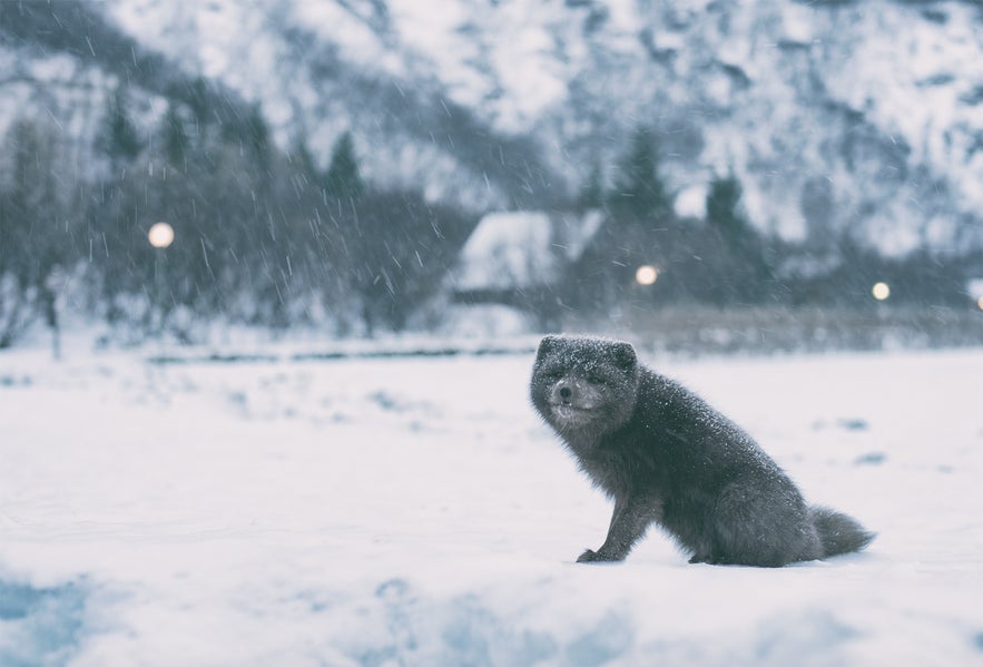 Arctic fox in his summer coat during winter