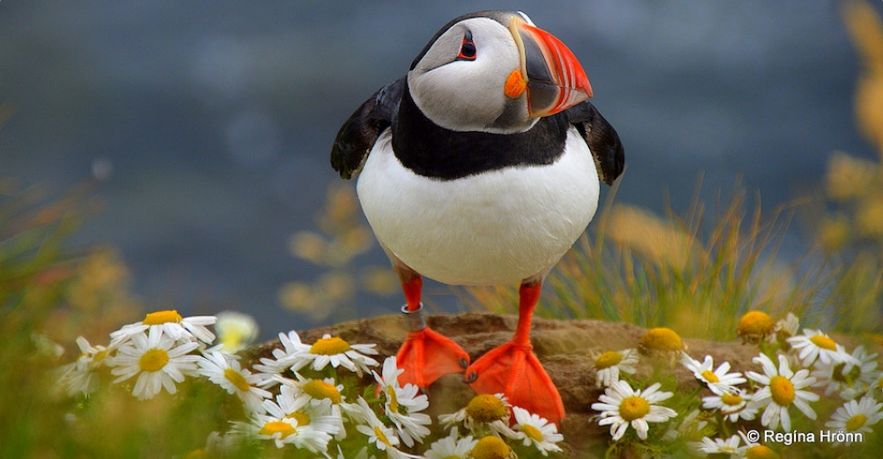 The Westman islands in Iceland - the Puffin and Volcano Tour - Local Guidance