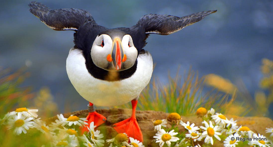 The Westman islands in Iceland - the Puffin and Volcano Tour - Local Guidance