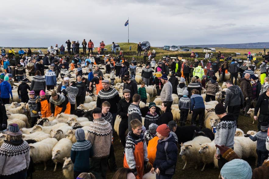 Folk i tradisjonelle islandske gensere samles på det populære kulturarrangementet réttir. Folk i tradisjonelle islandske gensere samles på det populære kulturarrangementet réttir.