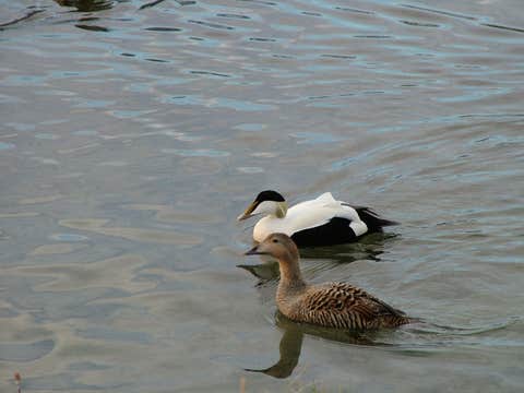 Westfjords Shore Excursion to Dynjandi Waterfall with Farmstead Visit from Isafjordur