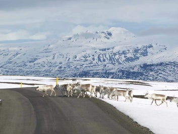 Egilsstadir's winter enchantment: Reindeer gracefully navigating through a snowy wonderland.