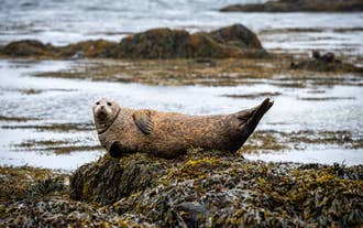 A curious seal resting on coastal rocks along the shores of Ytri-Tunga Beach.