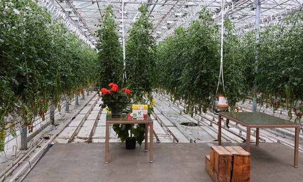 Golden Circle Minibus Tour from Reykjavik with Kerid Crater and Fridheimar Tomato Farm