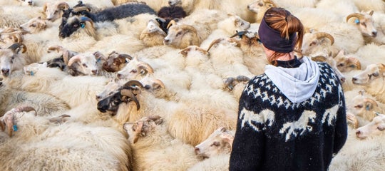 woman in lopapeysa herding sheep.jpg