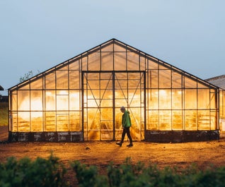 Greenhouses in Iceland use geothermal energy to heat up, even in winter.