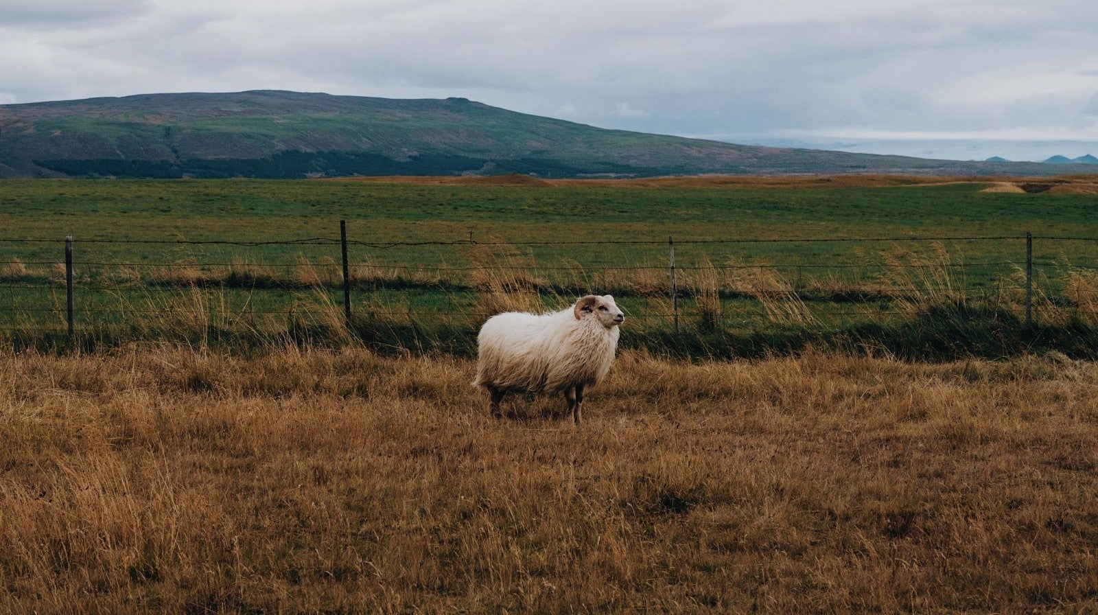 Icelandic sheep grazing in a summer field, a common sight during road trips through Iceland’s countryside and farmlands.