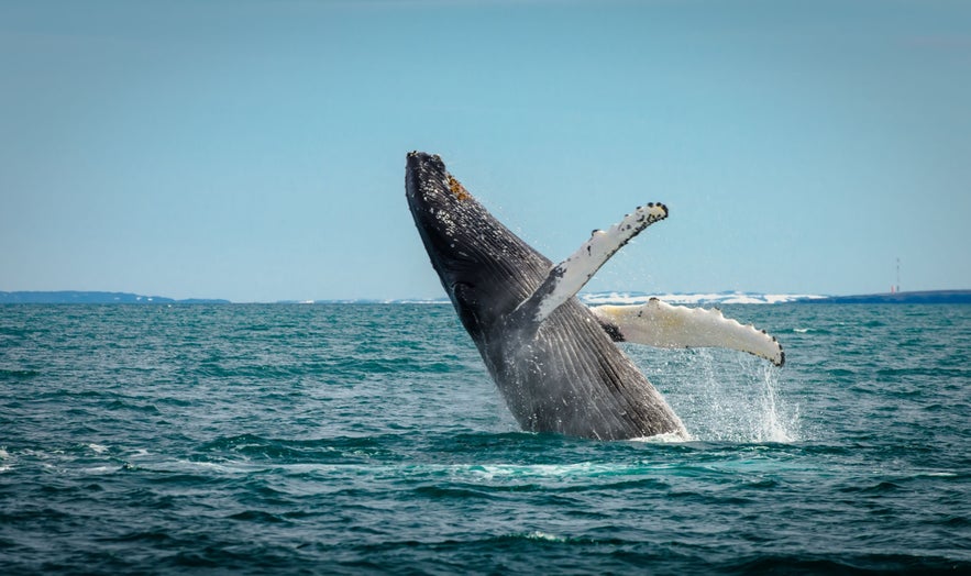 Humpback whale breaching off the coast of Iceland