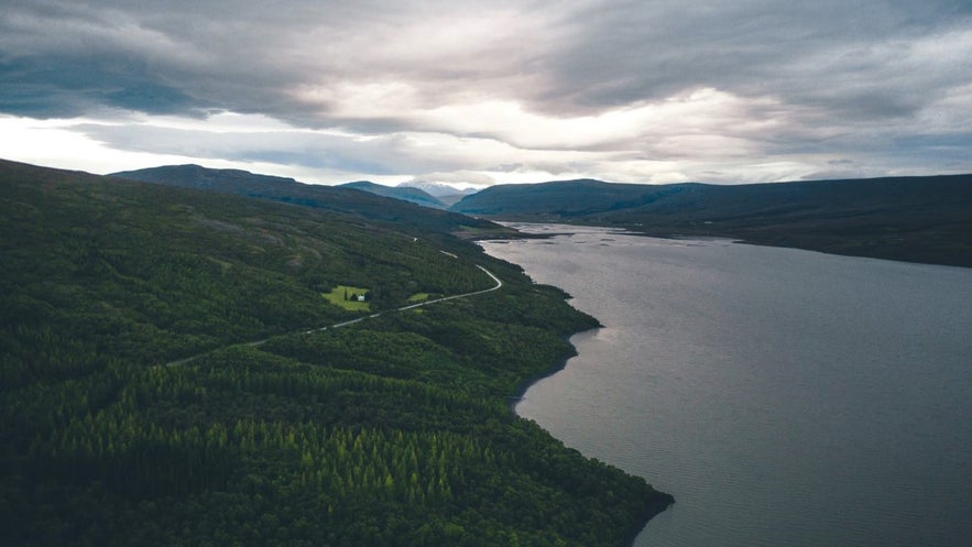 La foresta di Hallormsstaðaskógur è perfetta per incantevoli passeggiate nella natura