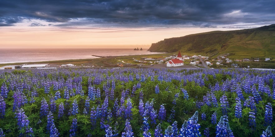 Vik è un villaggio nel sud dell'Islanda, una meta imperdibile durante il vostro viaggio lungo la Ring Road.