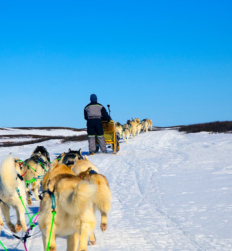 Excursions Chien de traîneau