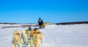 雪橇犬旅行团