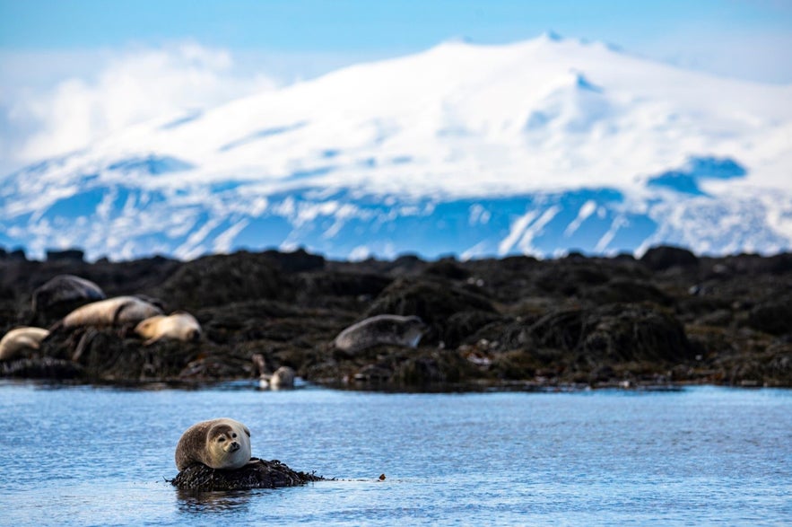 Seal resting on seaweed-covered rocks at Ytri-Tunga Beach in Iceland, with snowy Snæfellsjökull glacier in the background on a clear spring day.