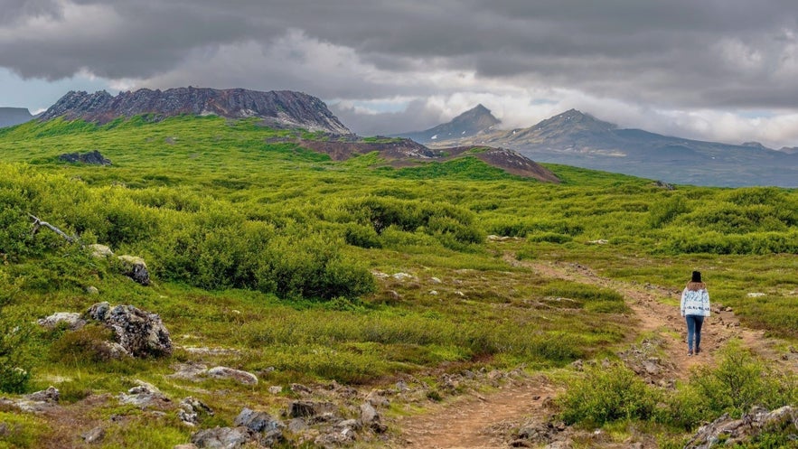 A hiker walking toward Eldborg Crater on the Snaefellsnes Peninsula in Iceland, surrounded by green lava fields and distant volcanic mountains under cloudy skies.
