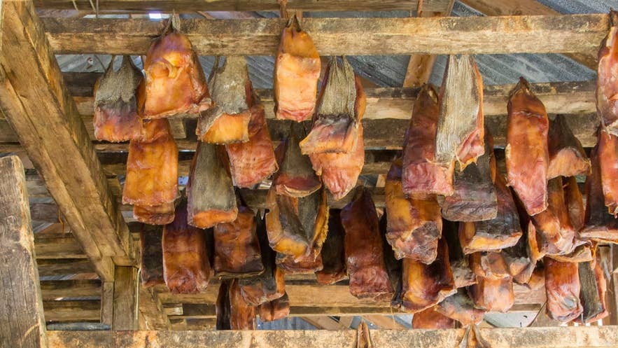 Cuts of hakarl, Iceland's fermented shark, hang curing from the rafters of a wooden drying shed.