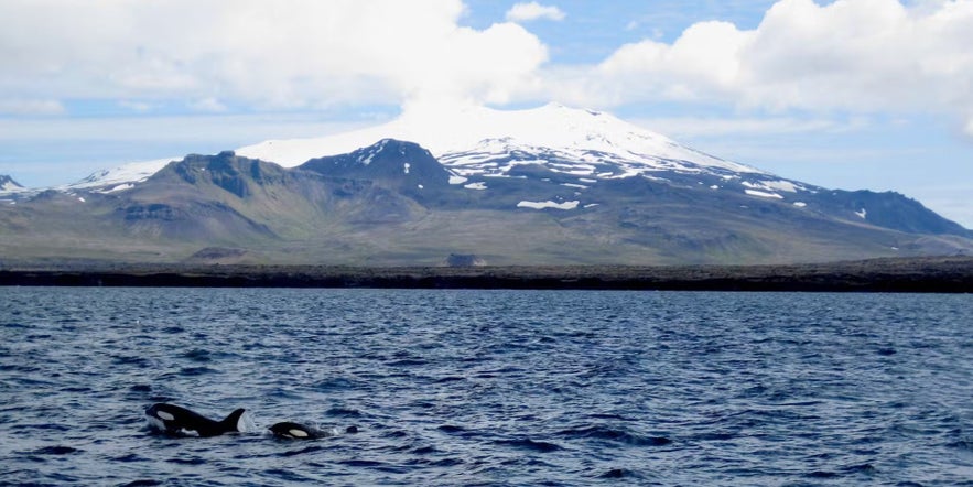 Orcas swimming near Snæfellsjökull glacier in West Iceland, a popular spot for whale watching and scenic coastal views.