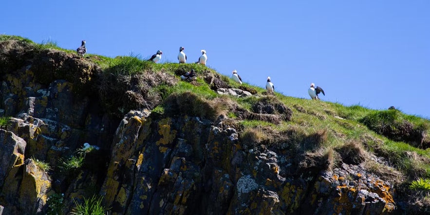 In summer, you can spot puffins along the island cliffs on Breidafjordur bay