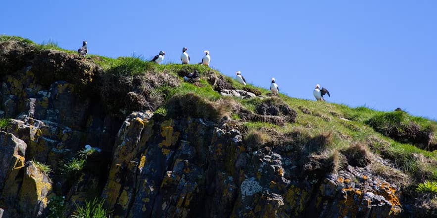 Puffins perched on grassy cliff edges in Iceland during summer, a top birdwatching destination known for its Atlantic puffin colonies.