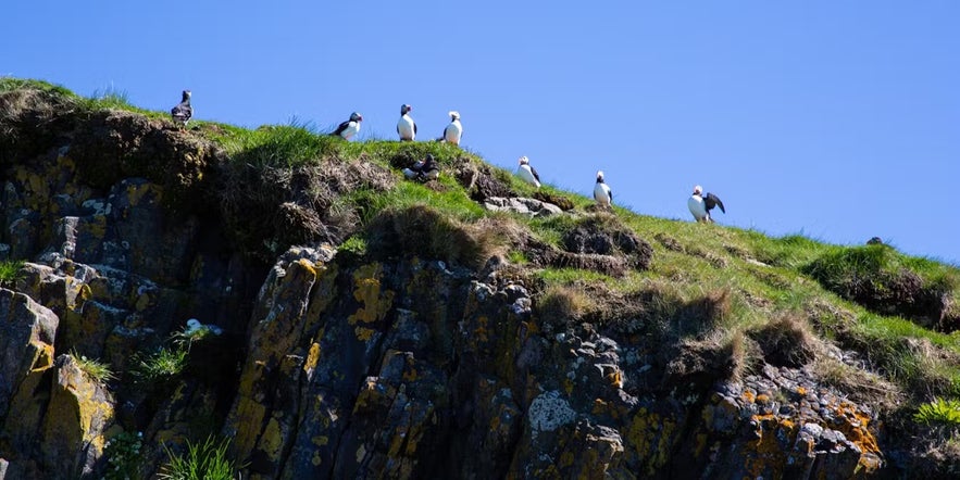 Puffins perched on grassy cliff edges in Iceland during summer, a top birdwatching destination known for its Atlantic puffin colonies.