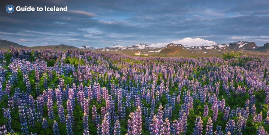 Im Frühling und Sommer blühen Lupinen rund um die Siedlungen auf Snaefellsnes.
