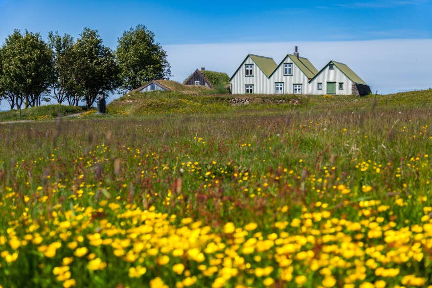 Blooming flowers by the old farm in Arbaer Open air museum in Reykjavík in Iceland Blooming flowers by the old farm in Arbaer Open air museum in Reykjavík in Iceland