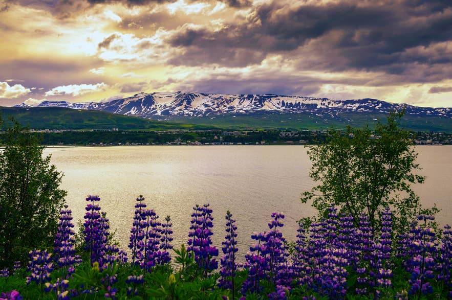 City of Akureyri with snowy mountains in the background and fjord Eyjafjordur with blooming lupine flowers in the foreground in northern Iceland. in spring. City of Akureyri with snowy mountains in the background and fjord Eyjafjordur with blooming lupine flowers in the foreground in northern Iceland. in spring.