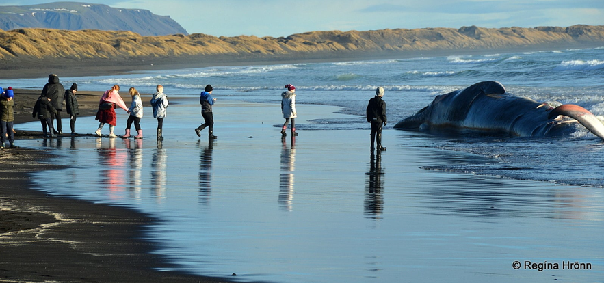 Vitalei&eth;in - Follow the Lighthouse Trail of the South Coast of Iceland