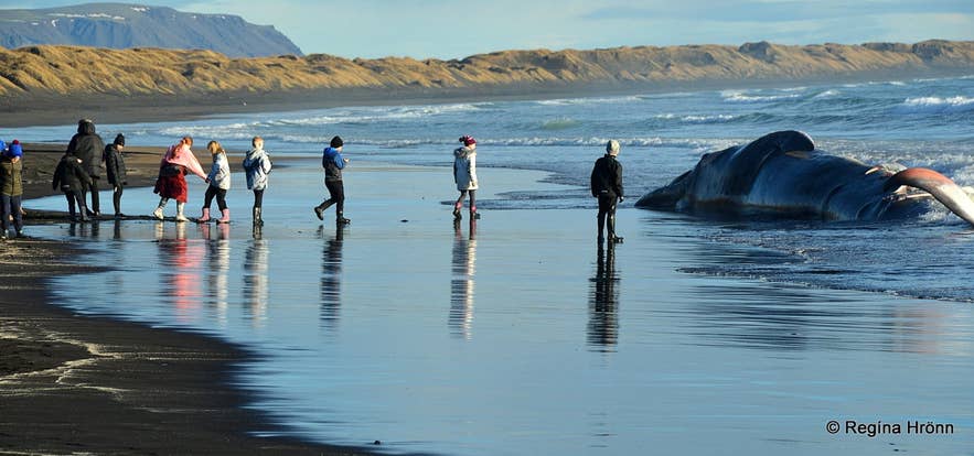 Vitaleiðin - Follow the Lighthouse Trail of the South Coast of Iceland
