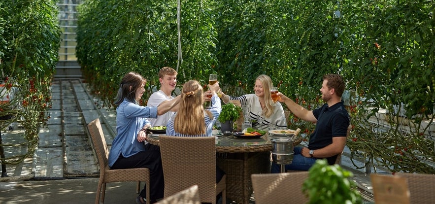 Dining inside Fridheimar tomato greenhouse on the Golden Circle in Iceland