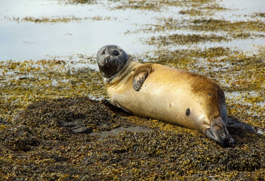 Harbor seal resting on seaweed-covered rocks along the Snaefellsnes Peninsula coastline in Iceland.