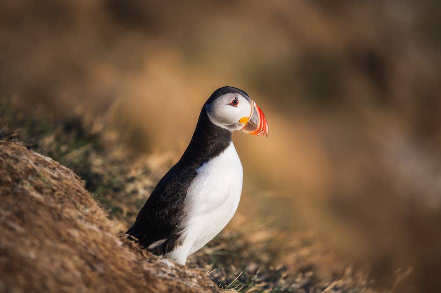 Atlantic puffin perched on a grassy cliff on the Snaefellsnes Peninsula during summer in Iceland.