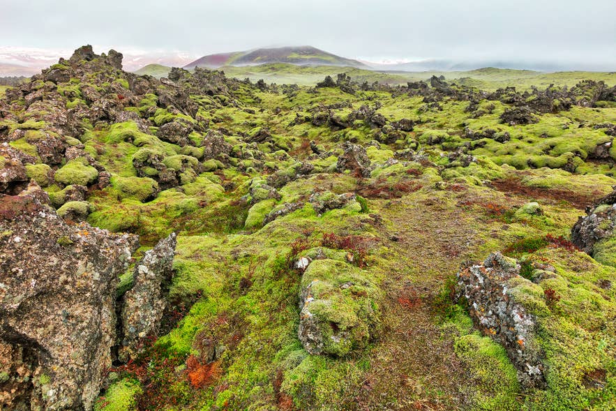Moss-covered lava formations in the Berserkjahraun Lava Field on the Snaefellsnes Peninsula in Iceland.