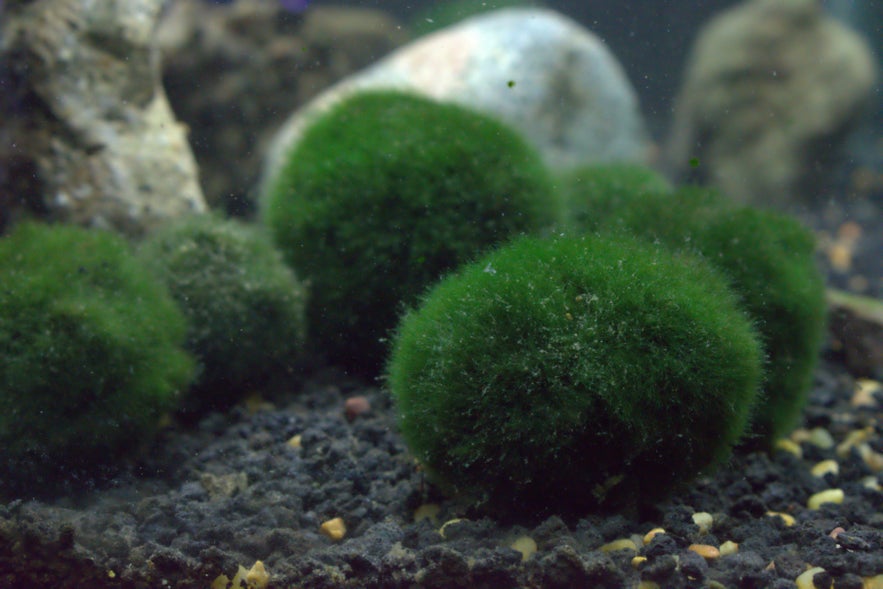 Rare marimo moss balls in Lake Myvatn, North Iceland, a unique natural wonder and ecological highlight of the region.