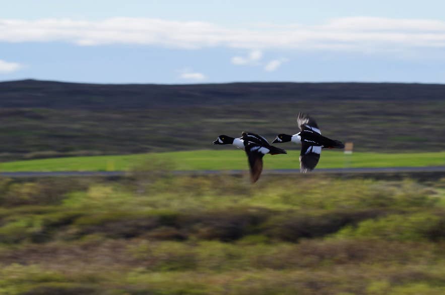 Garrots d’Islande en vol au-dessus des zones humides du lac Myvatn dans le nord de l’Islande, un haut lieu de l’observation ornithologique.